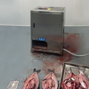 ABCH-017A开背去鳞杀鱼机处理 约4.5斤草鱼白鲢鱼试机