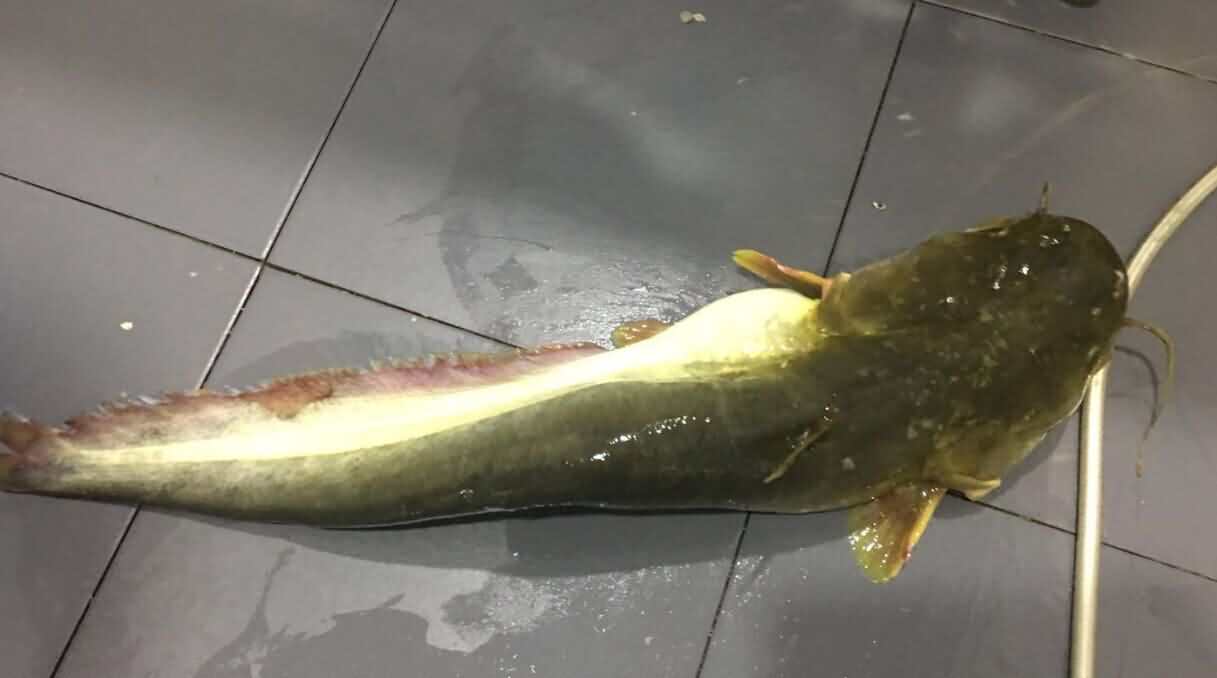 5d648c995019a.jpg 5d648c995019a.jpg