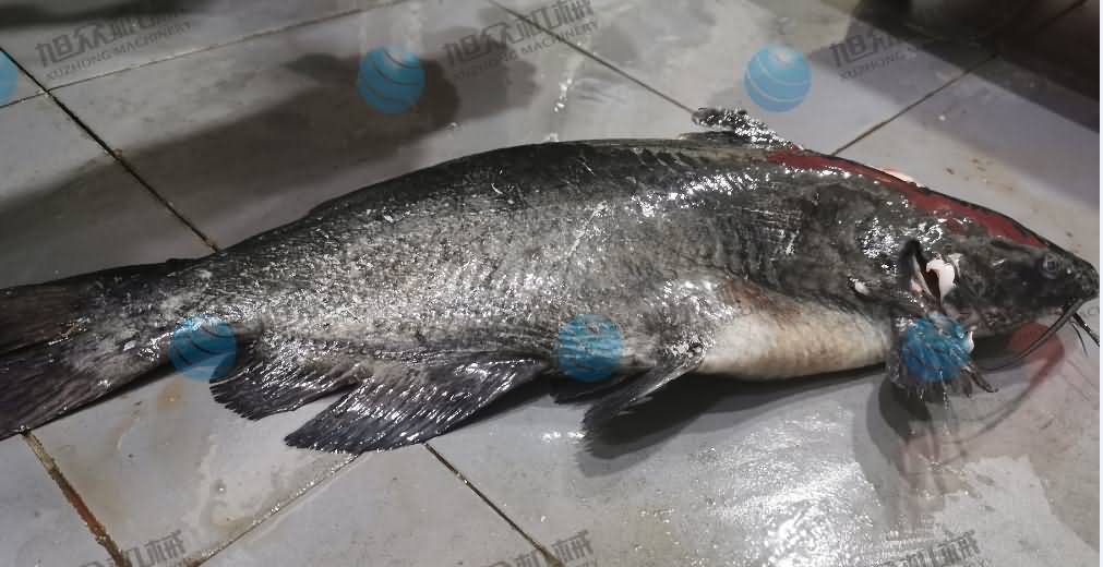 杀鱼机，商用杀鱼机，全自动杀鱼机，旭众杀鱼机，杀鱼机哪家好