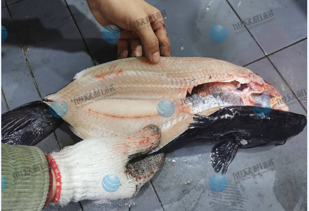 杀鱼机，商用杀鱼机，全自动杀鱼机，旭众杀鱼机，杀鱼机哪家好