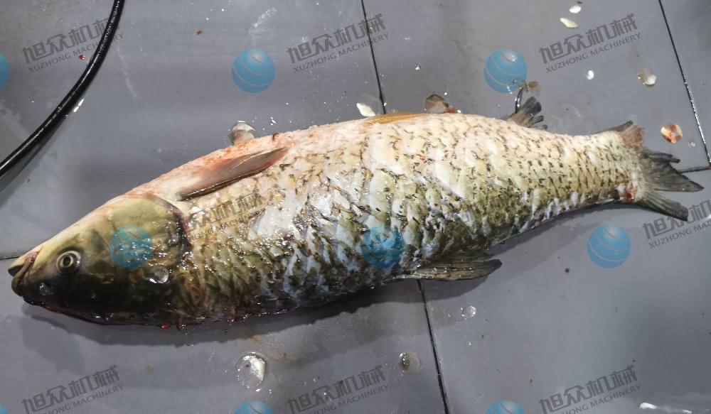 杀鱼机，商用杀鱼机，全自动杀鱼机，旭众杀鱼机，杀鱼机哪家好