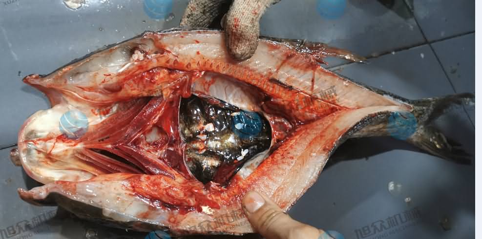 杀鱼机，商用杀鱼机，全自动杀鱼机，旭众杀鱼机，杀鱼机哪家好