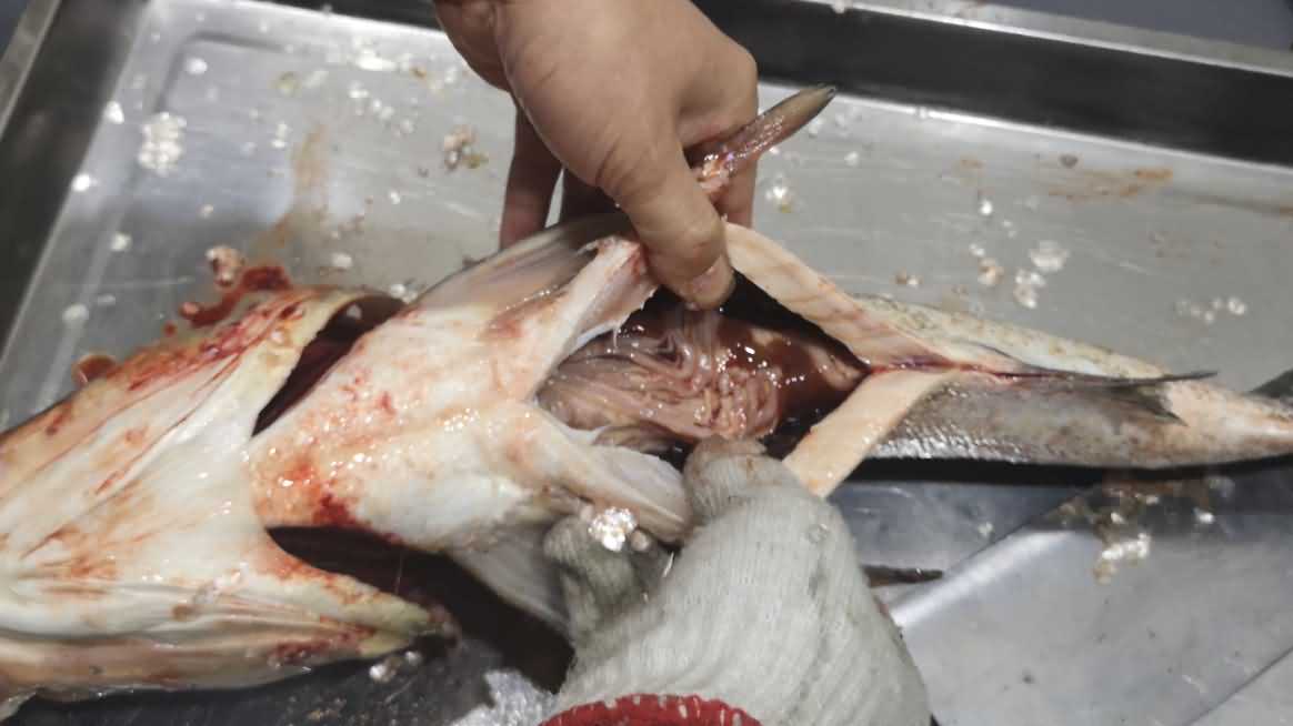 杀鱼机,杀鱼机器,自动杀鱼机,杀鱼机多少钱,杀鱼机价格 杀鱼机,杀鱼机器,自动杀鱼机,杀鱼机多少钱,杀鱼机价格