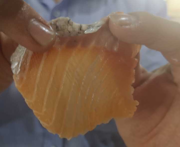 鱼片机，自动切鱼片机，旭众鱼片机，多功能切鱼片机，鱼片机多少钱