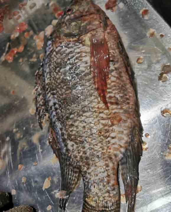 5e8d619d51808.jpg 5e8d619d51808.jpg