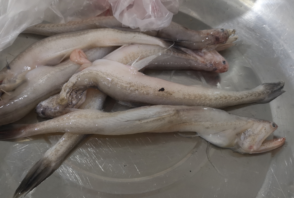 5ef04613a1197.png 5ef04613a1197.png