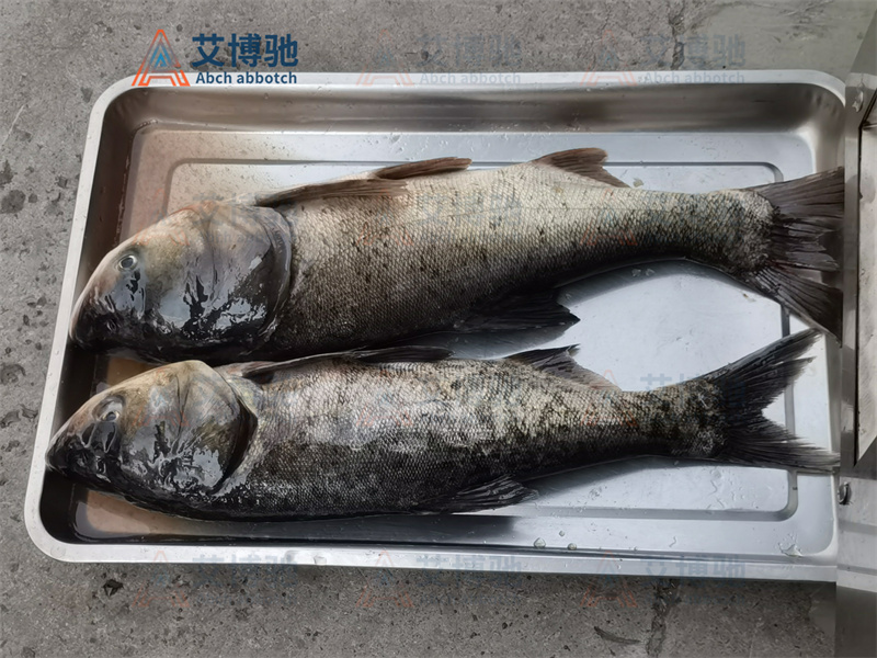 客户自备物料,花鲢未加工前 客户自备物料,花鲢未加工前